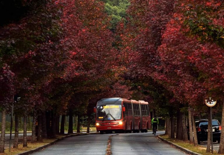 Rua de Curitiba vira ponto turístico durante o outono por causa de