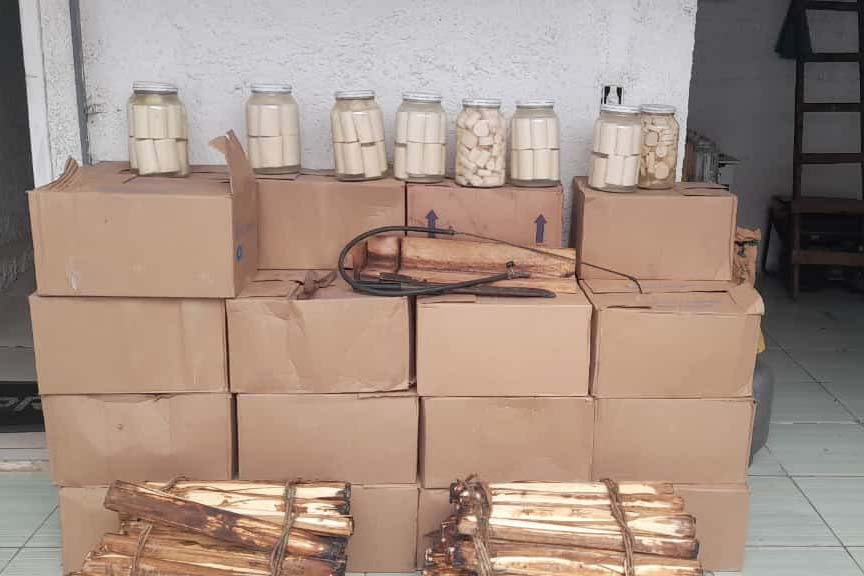 Mais de 300 quilos de palmito ilegal são apreendidos na Grande Curitiba